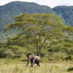 2. Crater de Ngorongoro scaled 1