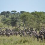 7. Concentracion de nus en Serengeti scaled 1