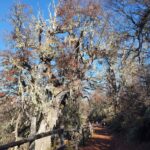 3. Bosque patagonico scaled 1