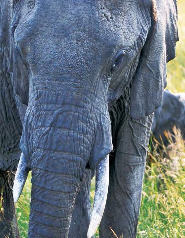 KENIA: MEJOR QUE EN TELEVISIÓN