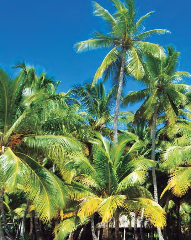 SANTO DOMINGO (REPÚBLICA DOMINICANA Y HAITÍ): PARAÍSO EN LA TIERRA