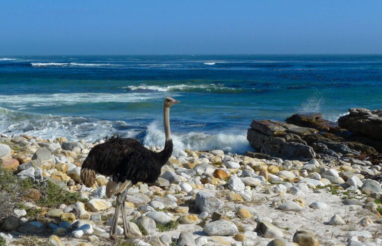 SUDÁFRICA: BELLEZA SALVAJE