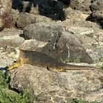 2. Iguana amarilla en isla Plaza Sur 1 150x150 1