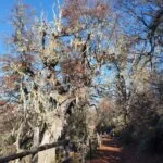 3. Bosque patagonico scaled 1 150x150