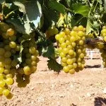 8. Enoturismo 150x150 1