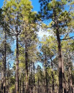 Reforestacion 238x300